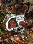 fuzzy mushroom lichen