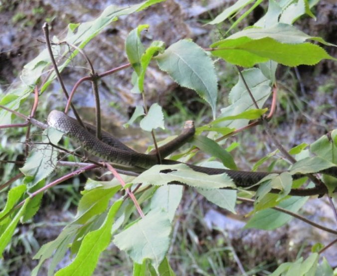 tree snake
