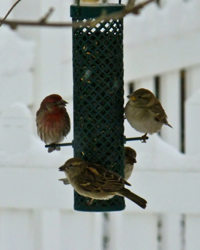 bird-feeder-from-flickr