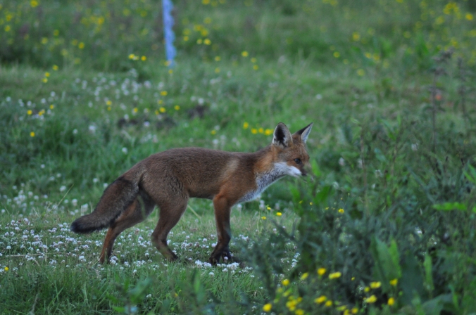 fox flickr.jpg