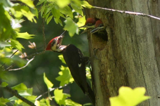 Pileated family mcLin Flickr
