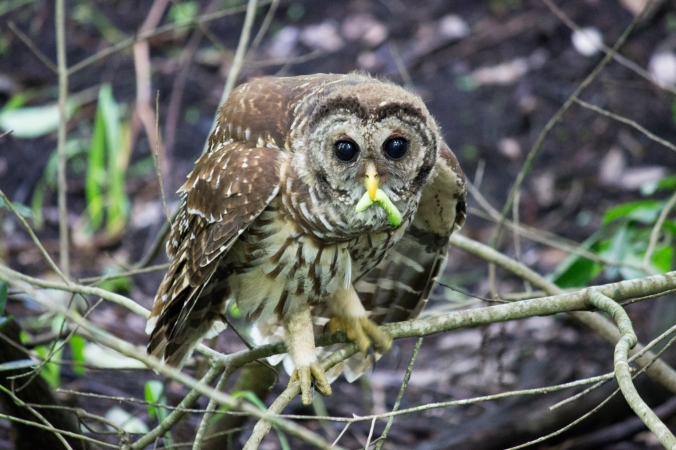 Barred owl by Dennis Church .jpg