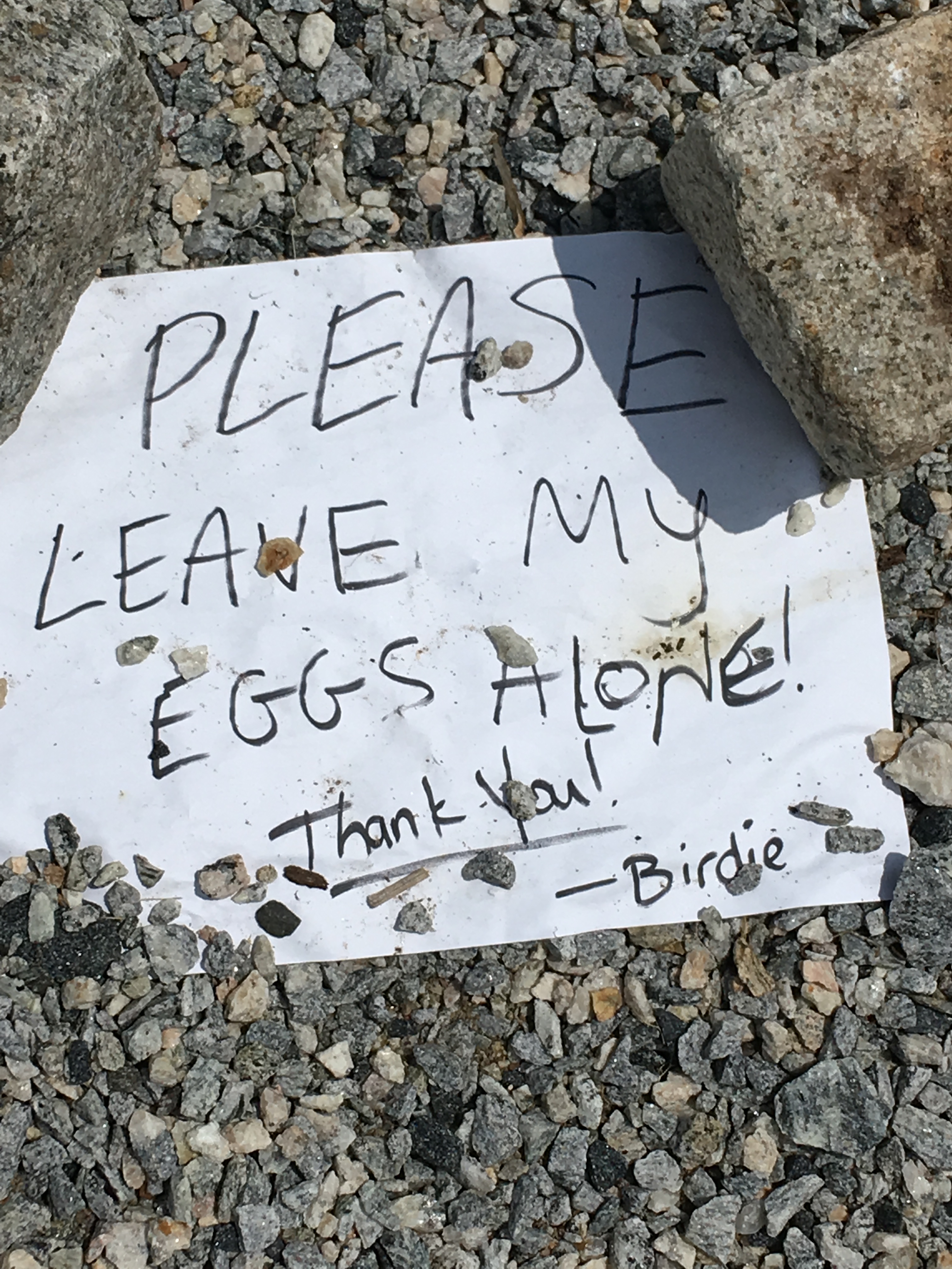 leave eggs alone