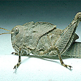 fifth instar carolina locust U of Wyo