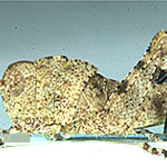 third instar